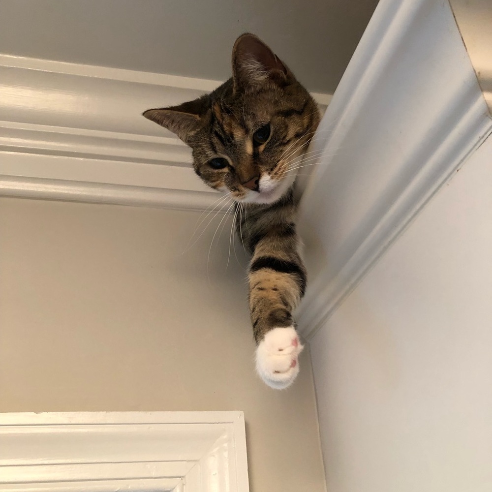 Meet your Posher, Christopher